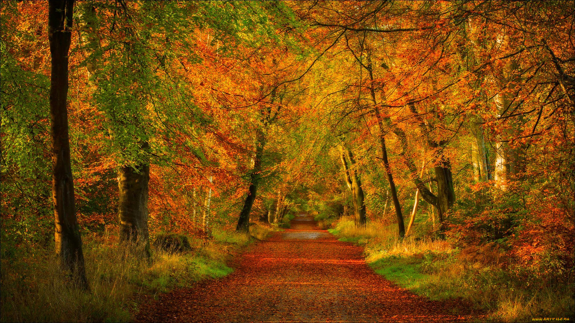 , , , , forest, nature, trees, road, , park, colors, , , , walk, colorful, leaves, fall, autumn, path